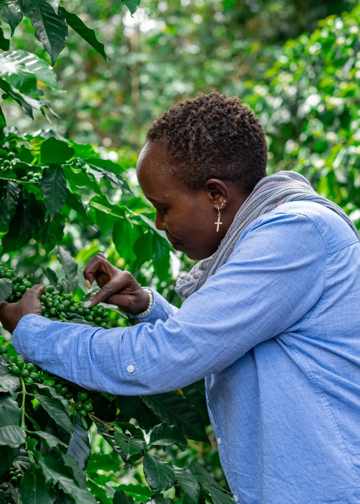Coffee harvesting supporting farming livelihoods