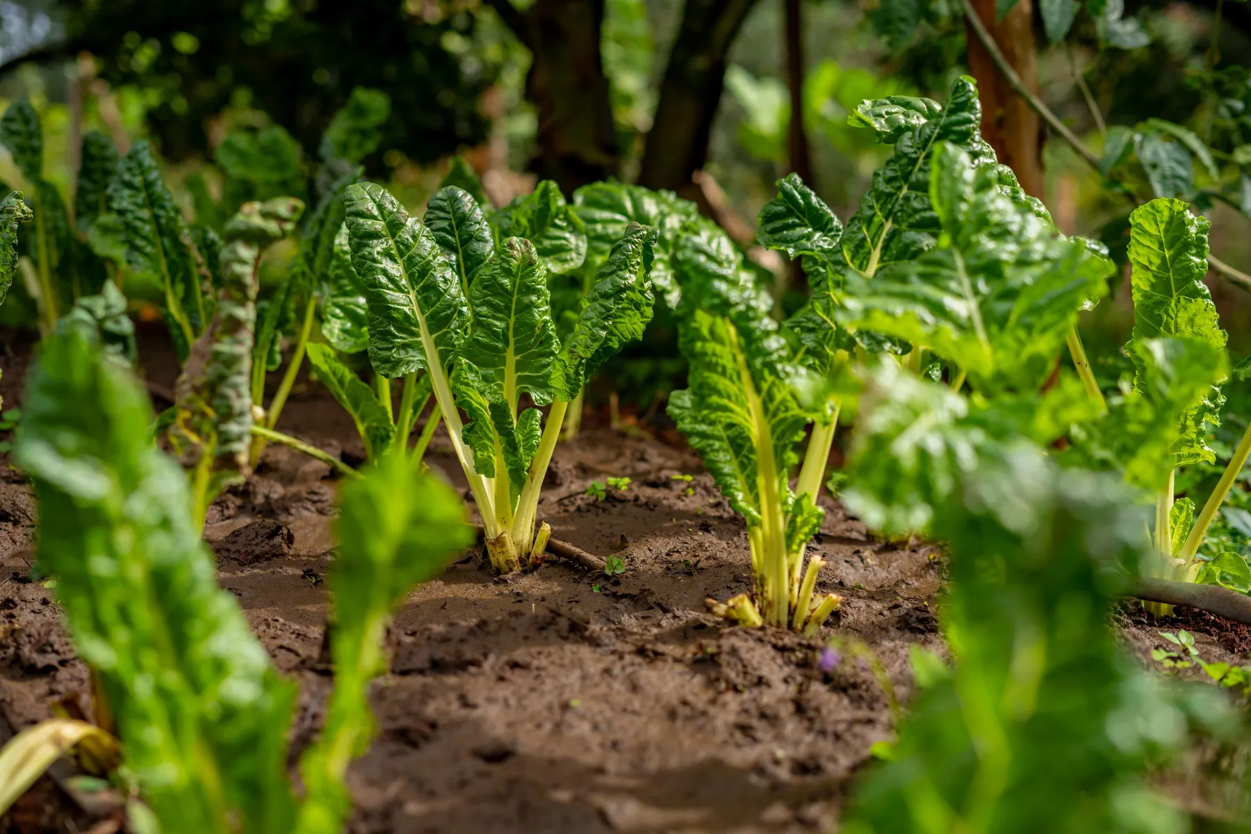 Healthy leafy crops grown for food security